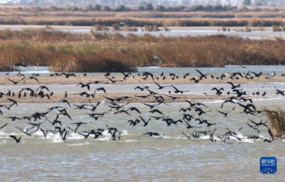 11月12日，越冬候鸟栖息在黄河三角洲国家级自然保护区。