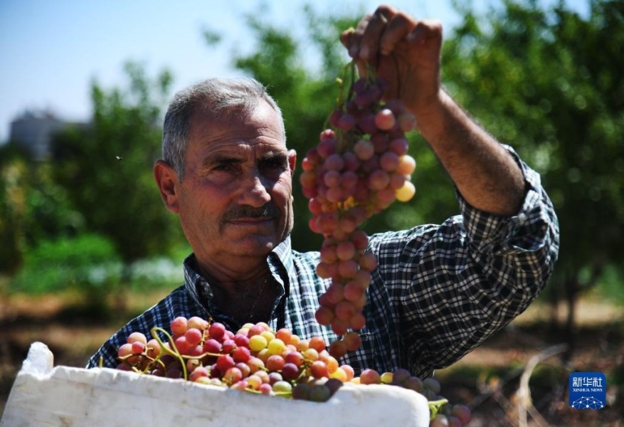 8月29日，在叙利亚大马士革，农民收获葡萄。新华社发（阿马尔·萨法尔贾拉尼摄）