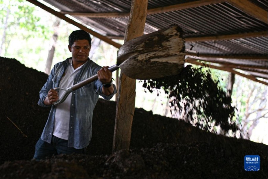 5月6日，在洪都拉斯马尔卡拉，工人在一处咖啡种植园准备有机肥料。新华社记者 辛悦卫 摄