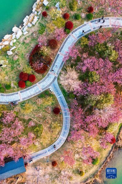 4月1日，人们在河南省商丘市日月湖景区樱花岛赏樱游玩（无人机照片）。

春光明媚，人们纷纷来到户外，踏青游玩，感受春日美好。

新华社发（李恒摄）