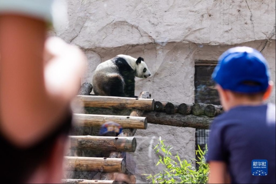 7月31日，在俄罗斯首都莫斯科，人们观看大熊猫“丁丁”。新华社记者白雪骐摄