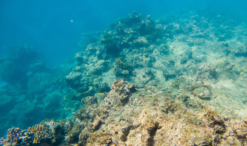 大堡礁列为濒危世界遗产？联合国专家与澳政府有分歧