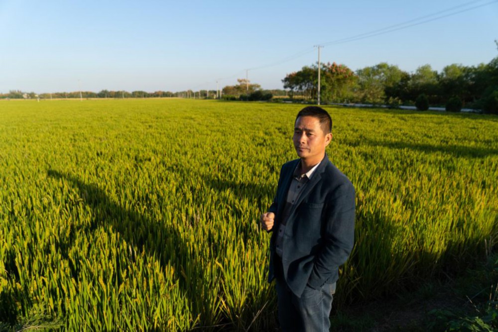 新华全媒+丨长江畔秋收见闻：稻田里藏了多少“黑科技”
