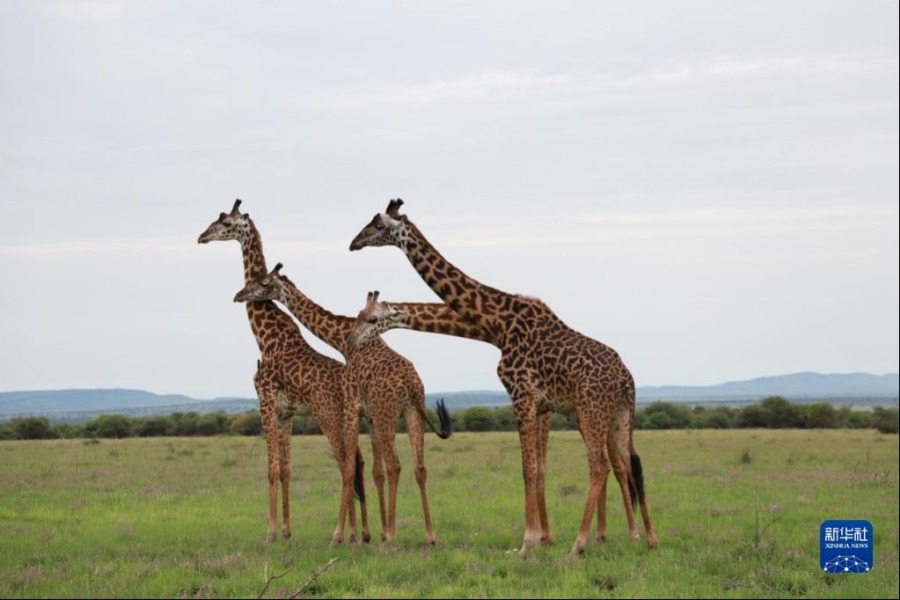 2月12日，在坦桑尼亚塞伦盖蒂国家公园，几只长颈鹿正在张望。新华社发（曹静敏摄）