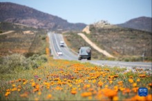南非“鲜花大道”进入花季
