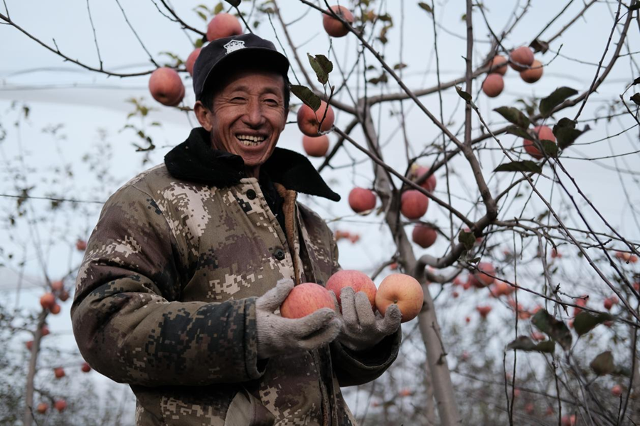 总书记关心的苹果成为乡亲们脱贫致富的“幸福果”