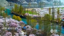 新疆：帕米尔高原迎来最美杏花季