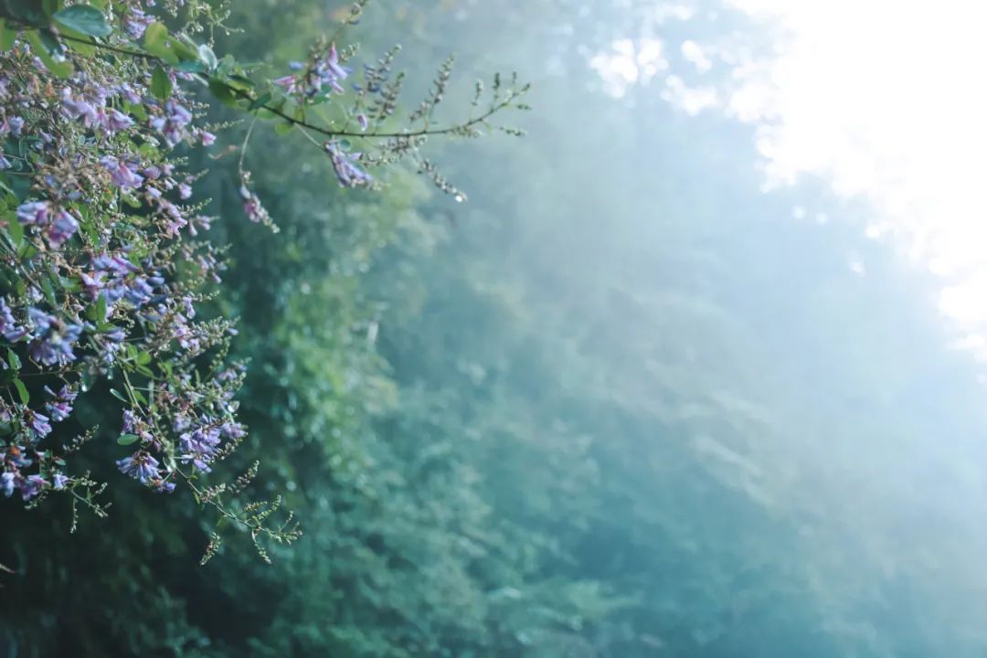 打卡浙西南小城，带你过一个治愈系夏天