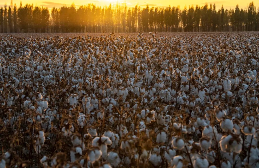 新疆种个棉花，居然这般壮观！