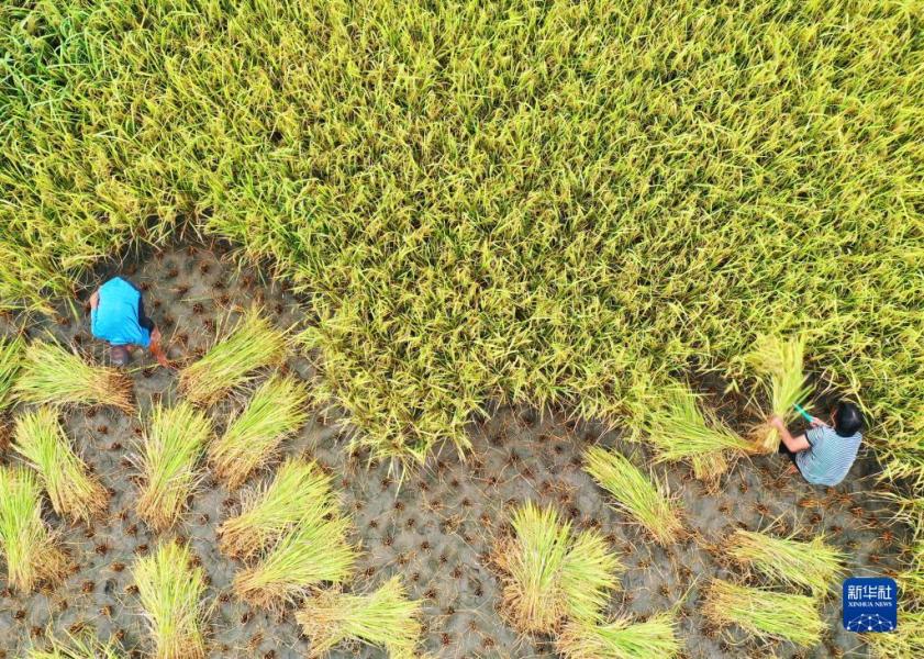 8月30日，农民在湖南省郴州市嘉禾县珠泉镇车头村收割水稻（无人机照片）。

初秋的田野，处处是收获的忙碌和喜悦。

新华社发（黄春涛摄）
