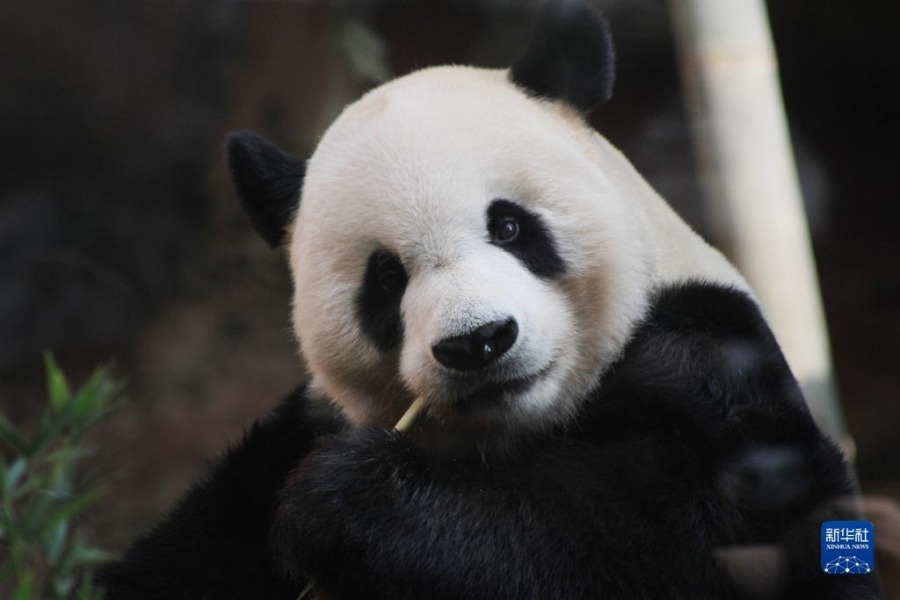 这是8月5日在印度尼西亚茂物的印尼野生动物园拍摄的大熊猫“彩陶”。新华社发（桑迪卡摄）