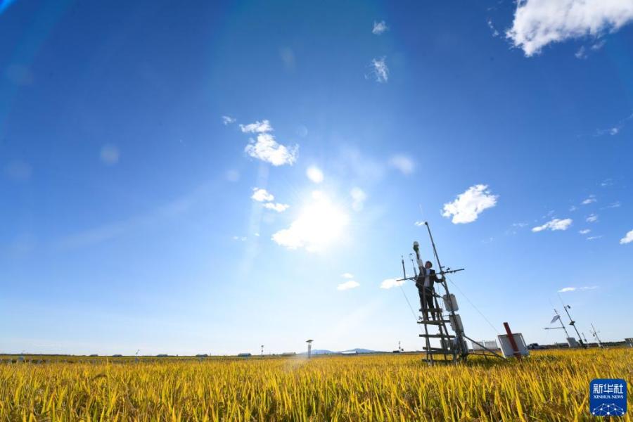 在富锦市现代农业万亩水稻科技示范园实验基地，气象员王国泰在维护农业气象观测仪器（9月22日摄）。