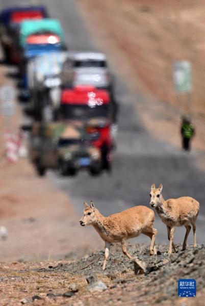 5月29日，在青海可可西里，两只雌性待产藏羚羊通过青藏公路。