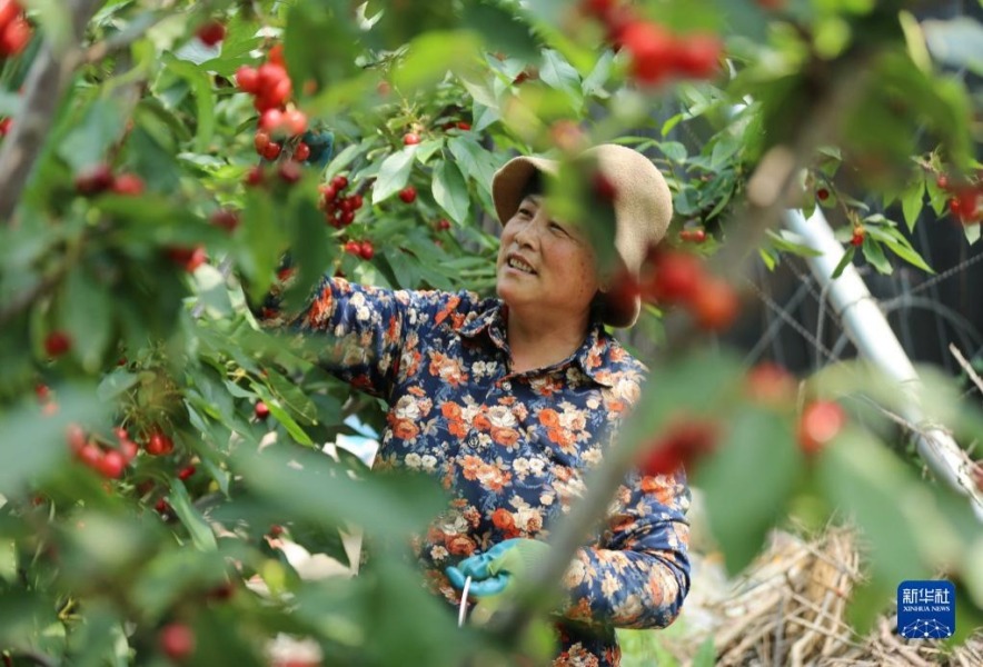 4月20日，山东省临沂市沂南县铜井镇三社庄村的农民在采摘樱桃。新华社发（王彦冰 摄）