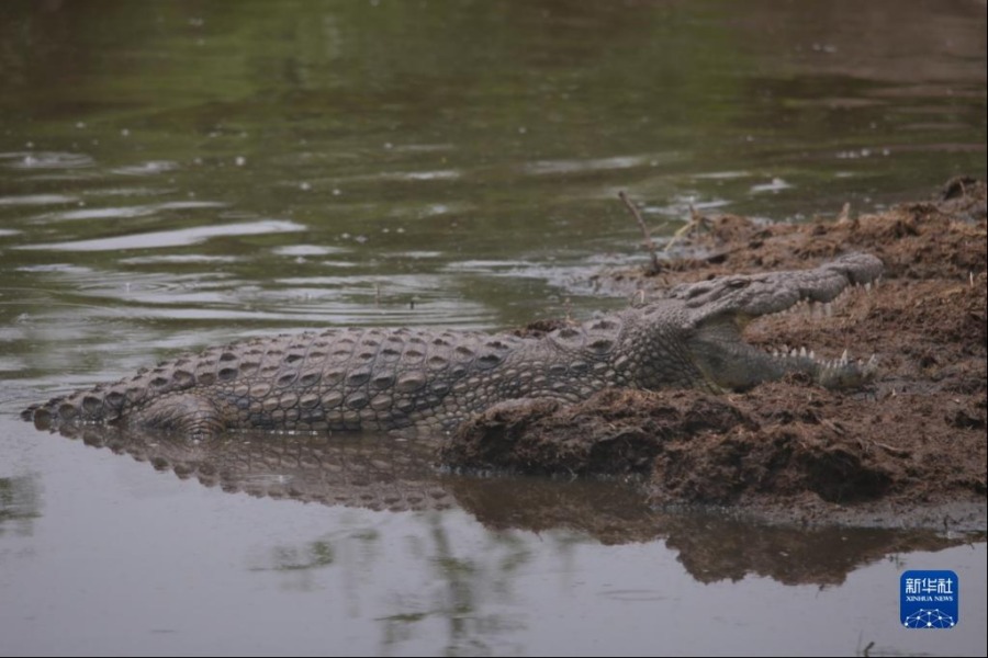 这是2月10日在坦桑尼亚塞伦盖蒂国家公园拍摄的鳄鱼。新华社记者 谢昊 摄