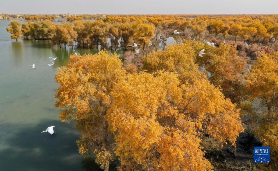 这是10月31日在新疆尉犁县罗布淖尔国家湿地公园拍摄的胡杨林（无人机照片）。