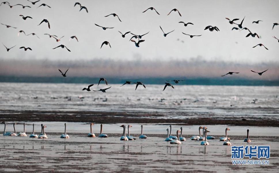 2月3日，一群天鹅在黄河湿地嬉戏。新华社发（崔正博 摄）