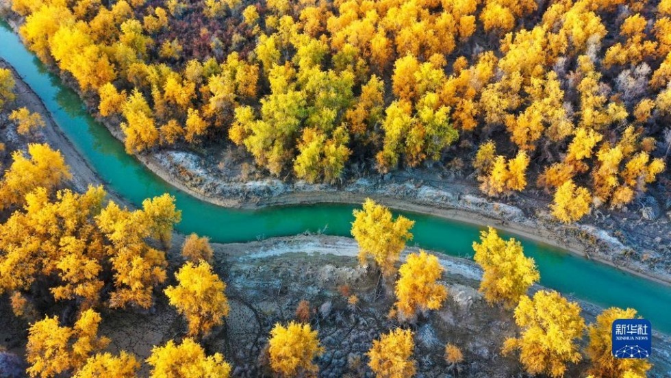 这是10月28日在新疆沙雅县沙雁洲景区拍摄的胡杨林（无人机照片）。