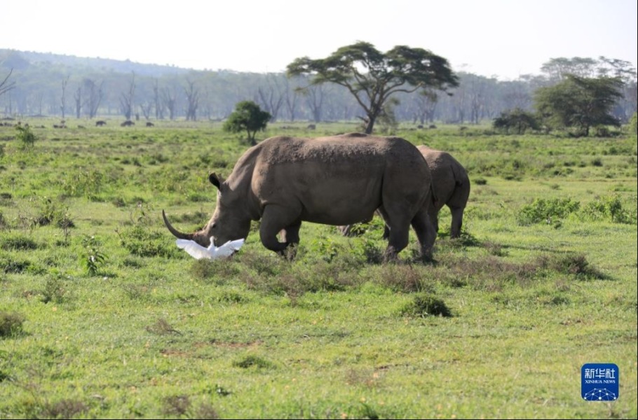 这是5月13日在肯尼亚纳库鲁湖国家公园拍摄的白犀牛。新华社记者 董江辉 摄