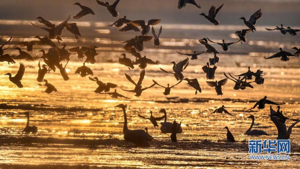 2月3日，黄河西岸的合阳黄河湿地自然保护区内，群鸟翔集嬉戏。　新华社发（赵晓罡 摄）