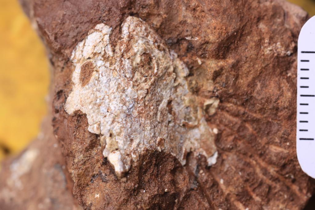 远古“寻亲”：4.38亿年前的江夏鱼找到“亲兄弟