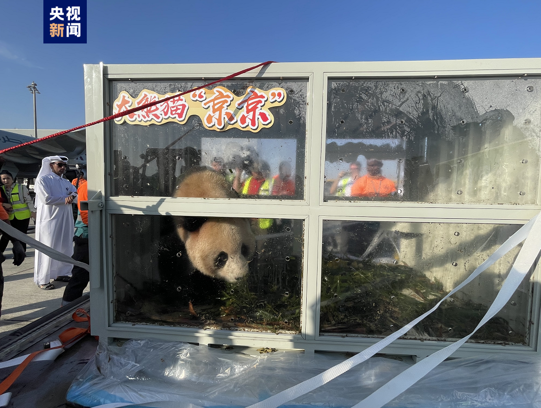 中东首对！两只中国大熊猫抵达卡塔尔首都多哈