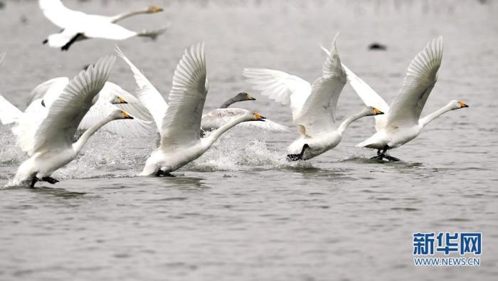 2月2日，黄河西岸的合阳黄河湿地自然保护区内，天鹅展翅飞翔。　新华社发（赵晓罡 摄）