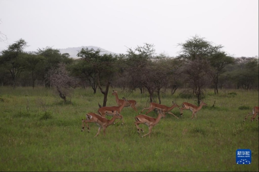 2月11日，在坦桑尼亚塞伦盖蒂国家公园，一群瞪羚正在奔跑。新华社记者 谢昊 摄