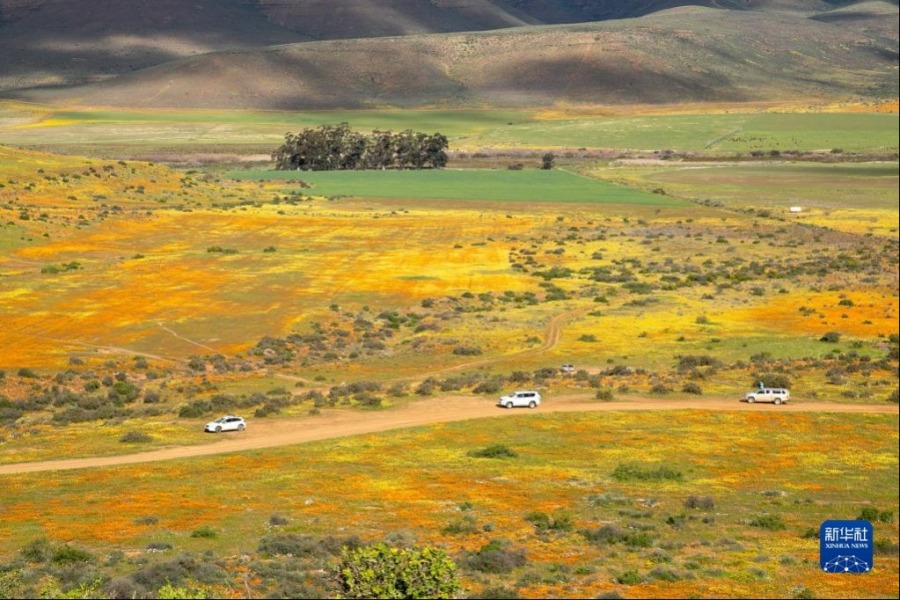 这是8月28日拍摄的南非西开普省野花盛开的山谷。新华社记者 吕天然 摄