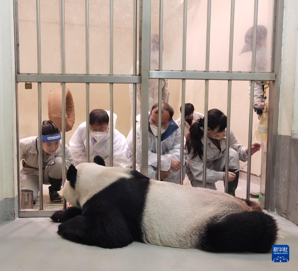 大陆专家：赠台大熊猫“团团”身体状况逐渐向好