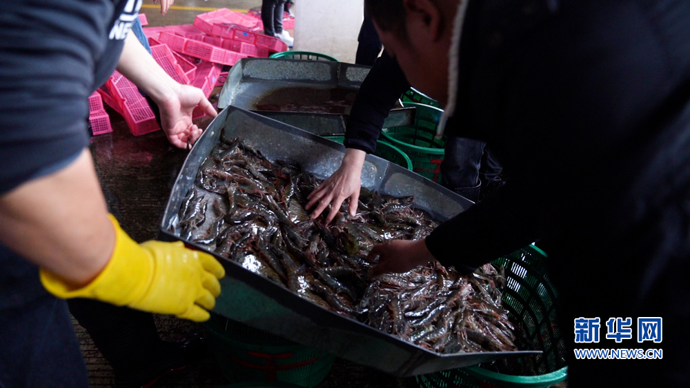 福州马尾：从“海鲜自由”奔向千亿产业
