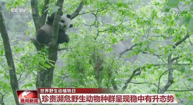 建设美丽中国 | 中国关注旗舰物种保护 逐步构建了野生动植物保护体系