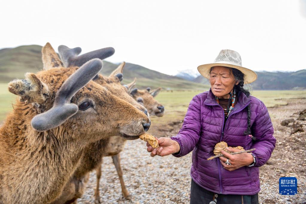 人鹿情缘：青藏高原上的“马鹿俱乐部”