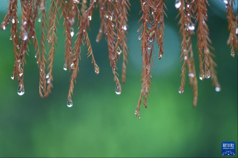 8月30日，在江苏省南京市莲花湖公园，雨后的叶子上挂满水珠。新华社发（方东旭摄）