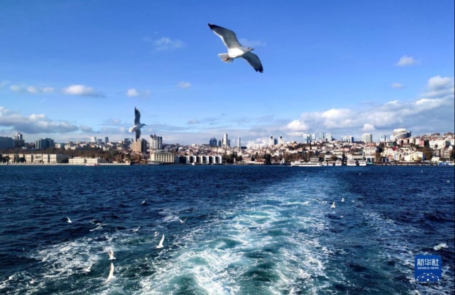 11月27日，海鸥在土耳其博斯普鲁斯海峡的水面上觅食。新华社记者 沙达提 摄