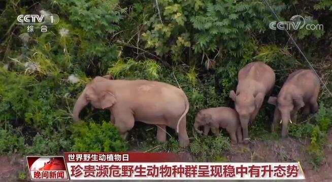 建设美丽中国 | 中国关注旗舰物种保护 逐步构建了野生动植物保护体系