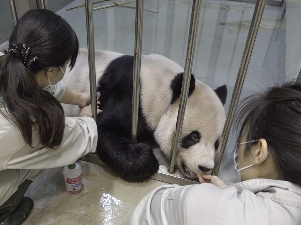 赠台大熊猫“团团”病情加重 台北动物园已申请大陆专家赴台