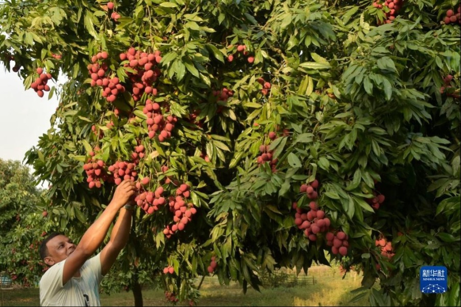 6月4日，农民在孟加拉国迪纳杰布尔的果园里采摘荔枝。新华社发