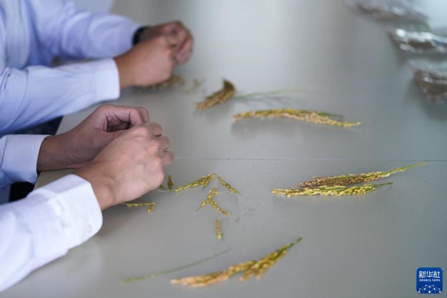 在富锦市现代农业万亩水稻科技示范园实验基地，气象员李辰晖（上）与王国泰在分离稻粒以进行水稻灌浆速率试验（9月22日摄）。