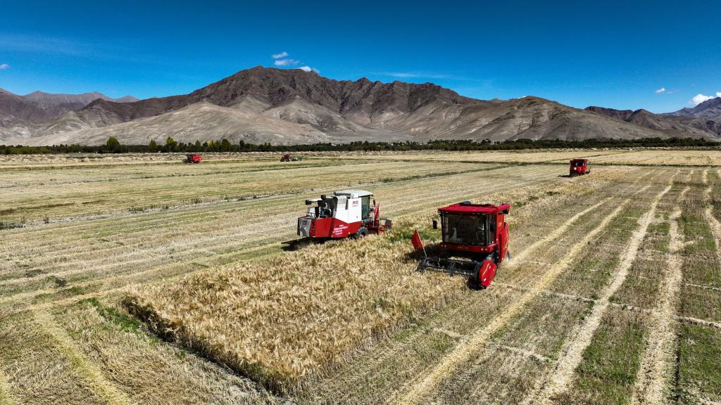 10年来，西藏粮食产量稳步提升