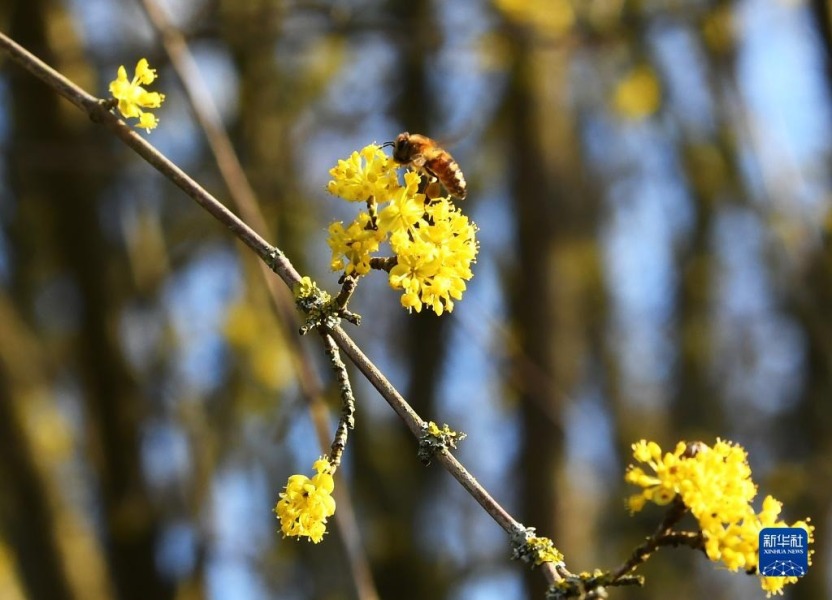 3月18日，蜜蜂在德国柏林布里茨花园采蜜。新华社记者 任鹏飞 摄