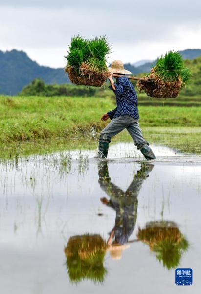 6月1日，农民在贵州省贵定县沿山镇石板村的腊利梯田上搬运水稻秧苗。