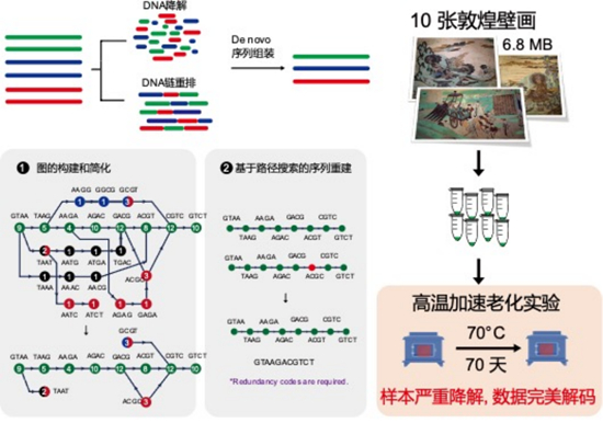 中国科学家创新DNA存储算法 让敦煌壁画再“活”两万年