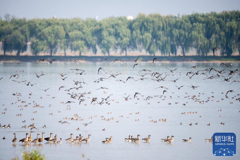 国际湿地展上中国湿地保护成就令人瞩目