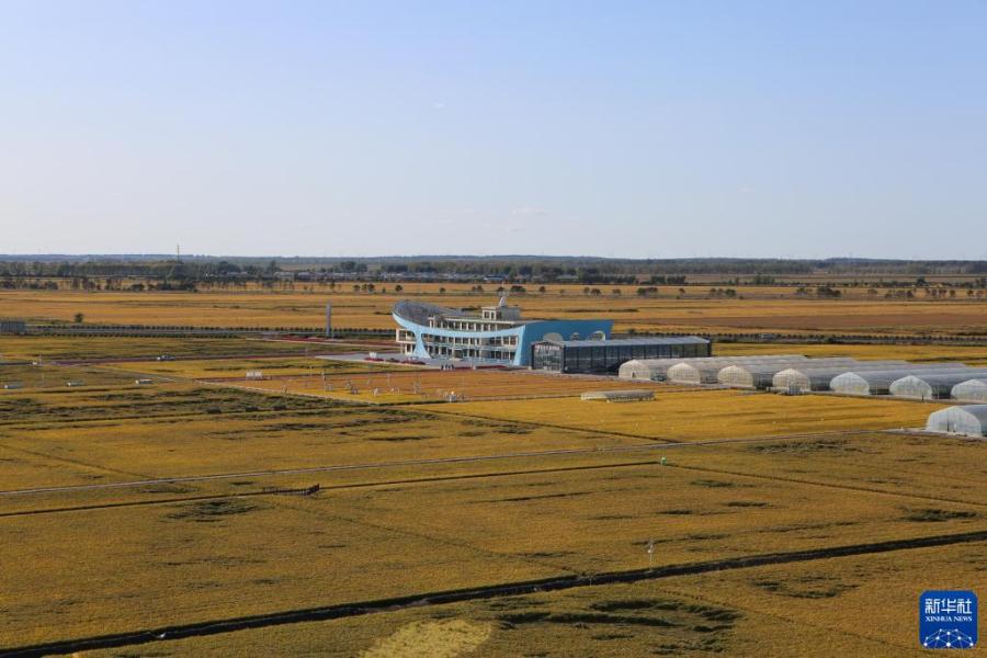 这是9月22日在富锦市拍摄的现代农业万亩水稻科技示范园实验基地及周边田地。