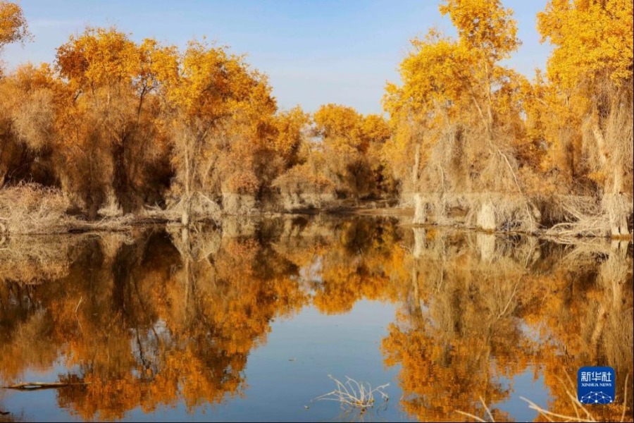 这是10月28日在新疆沙雅县沙雁洲景区拍摄的胡杨林。
