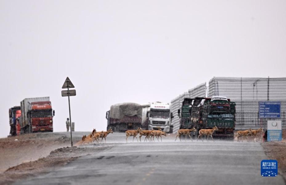 在青海可可西里，一群雌性待产藏羚羊在雪中通过青藏公路（5月25日摄）。