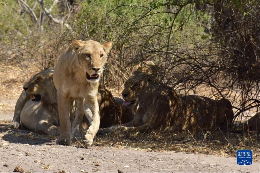 这是8月21日在博茨瓦纳乔贝国家公园拍摄的狮子。新华社记者滕军伟摄