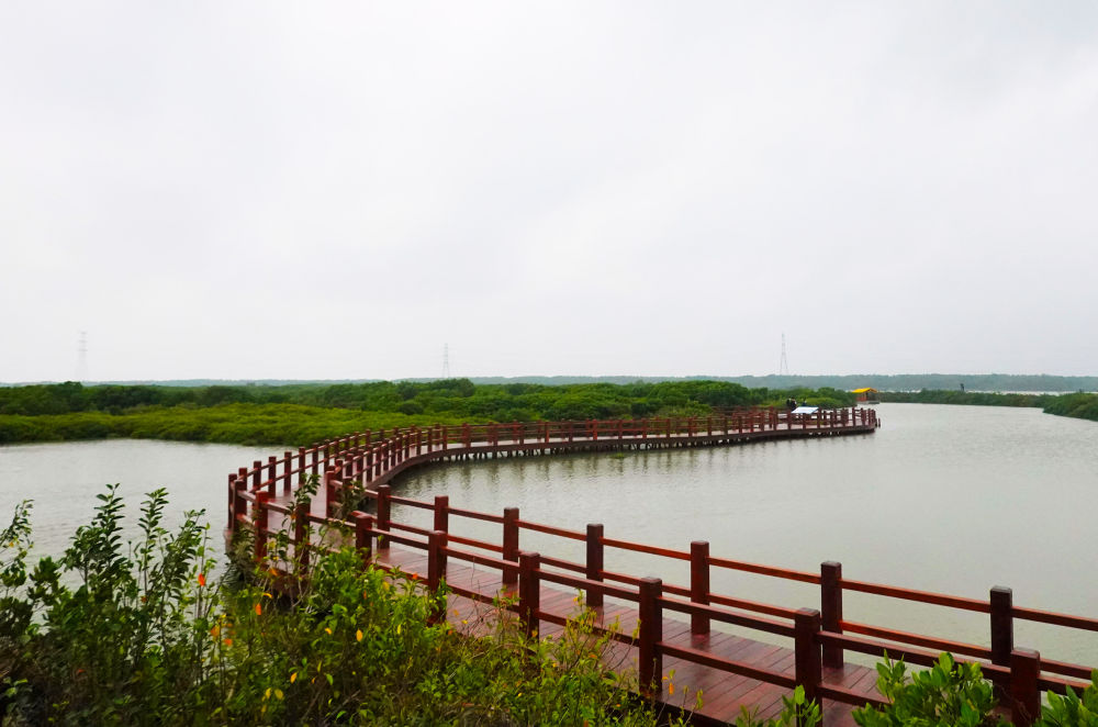 习近平：把红树林保护好