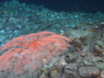 南海西北陆坡沉船遗址第一阶段调查：最新海底画面来了！